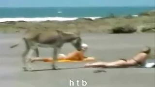 مارس الجنس تحميل فلم سكسي الأحمق على الأسود النيجر القضيب